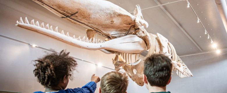 Havenrondvaart & Navigo Visserijmuseum
